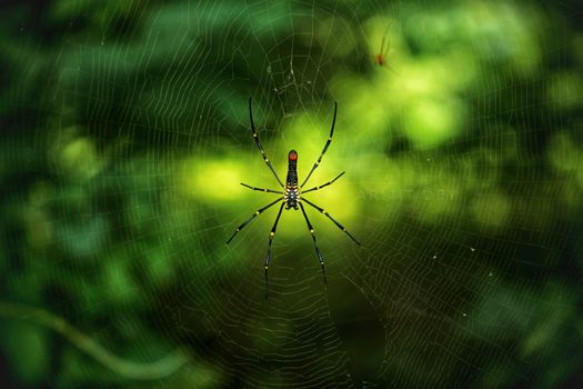 Close-up of a colorful spider in a detailed web against a lush green background.