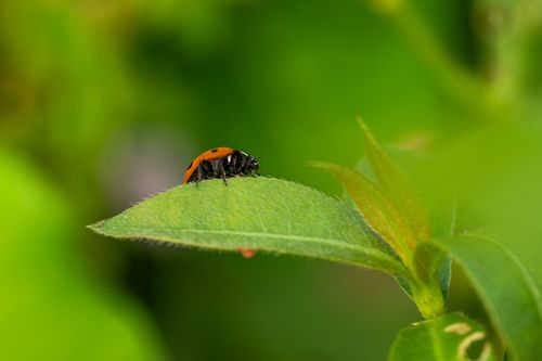 Free A vibrant ladybug sits on a green leaf with a natural background. Stock Photo