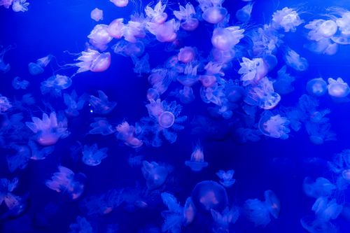 Free Mesmerizing view of jellyfish floating gracefully in vibrant blue waters, creating a stunning underwater spectacle. Stock Photo