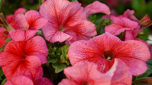 Free Blooming Pink Flowers Stock Photo
