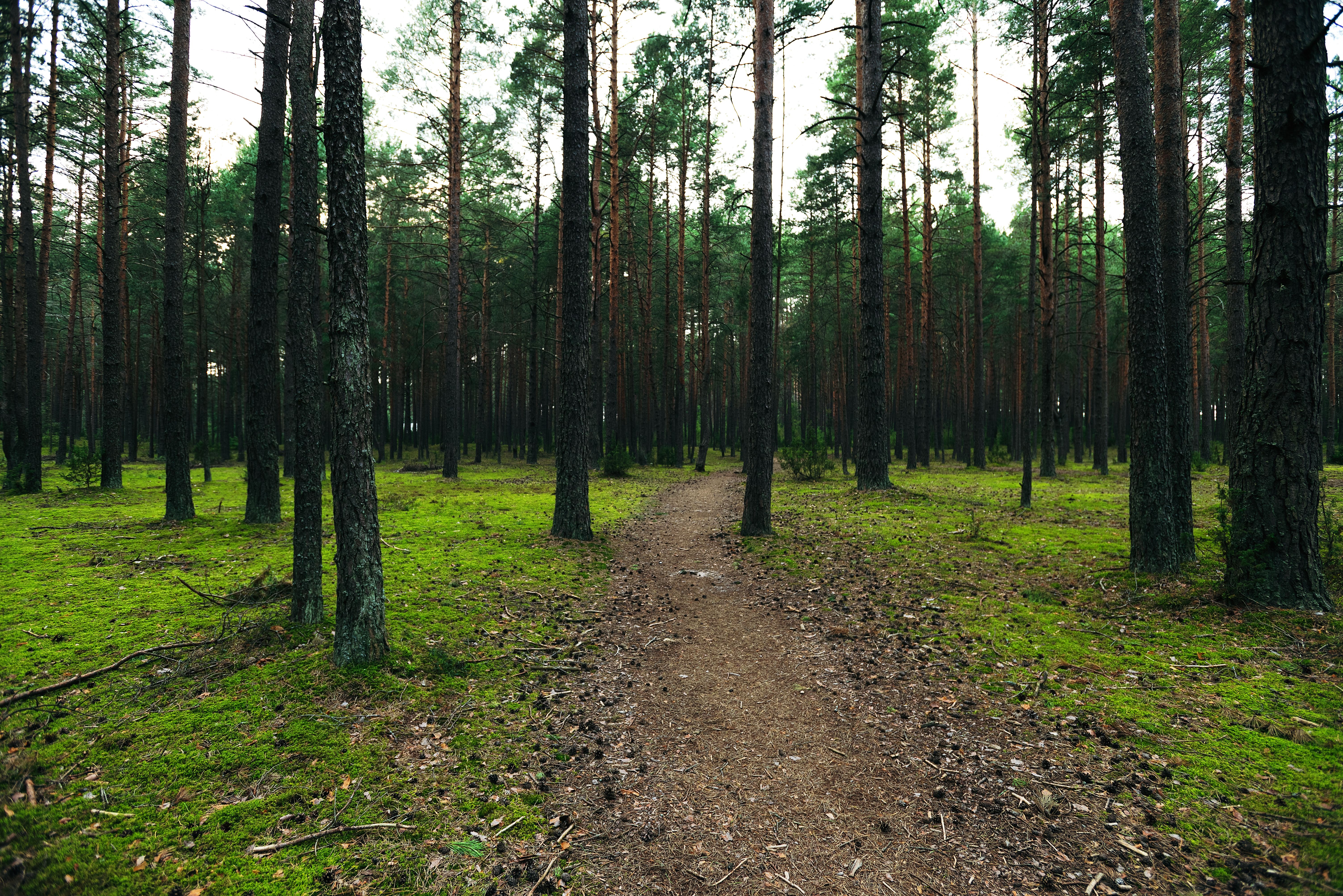 Tranquil path through a pine forest in Vileika, Belarus, during springtime.