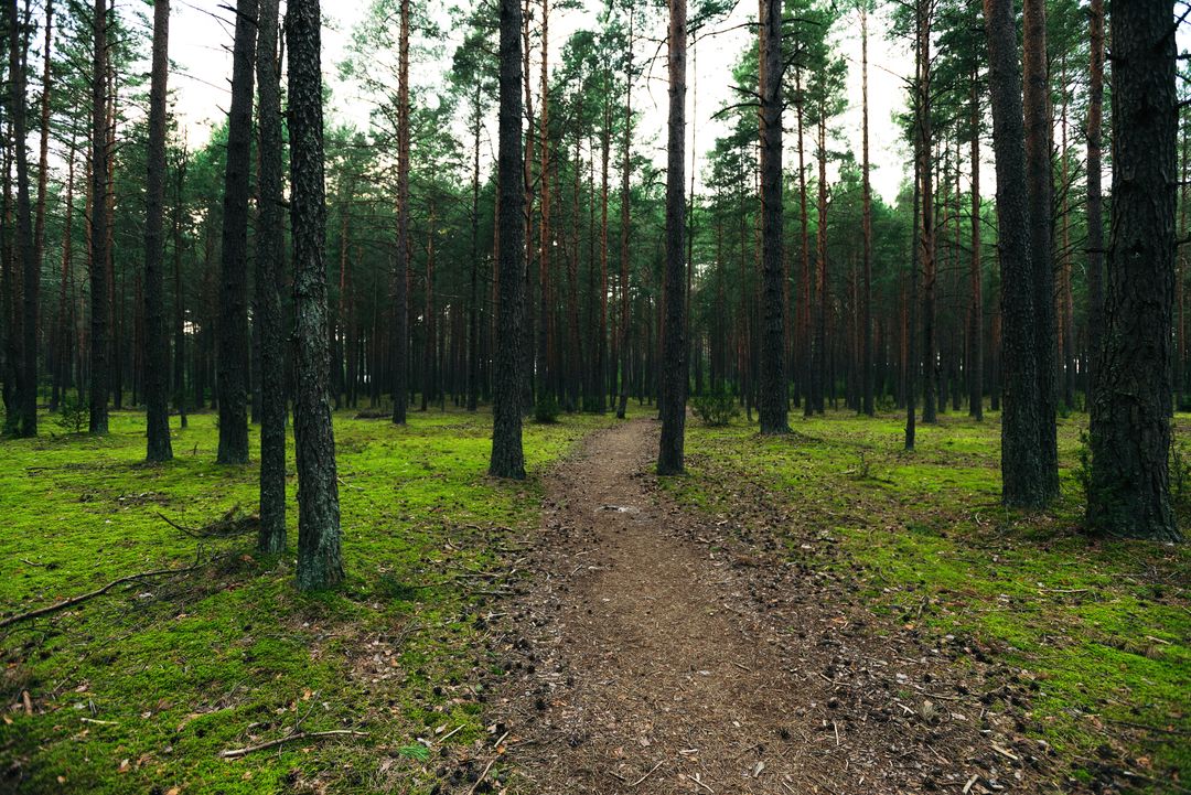 Tranquil path through a pine forest in Vileika, Belarus, during springtime.