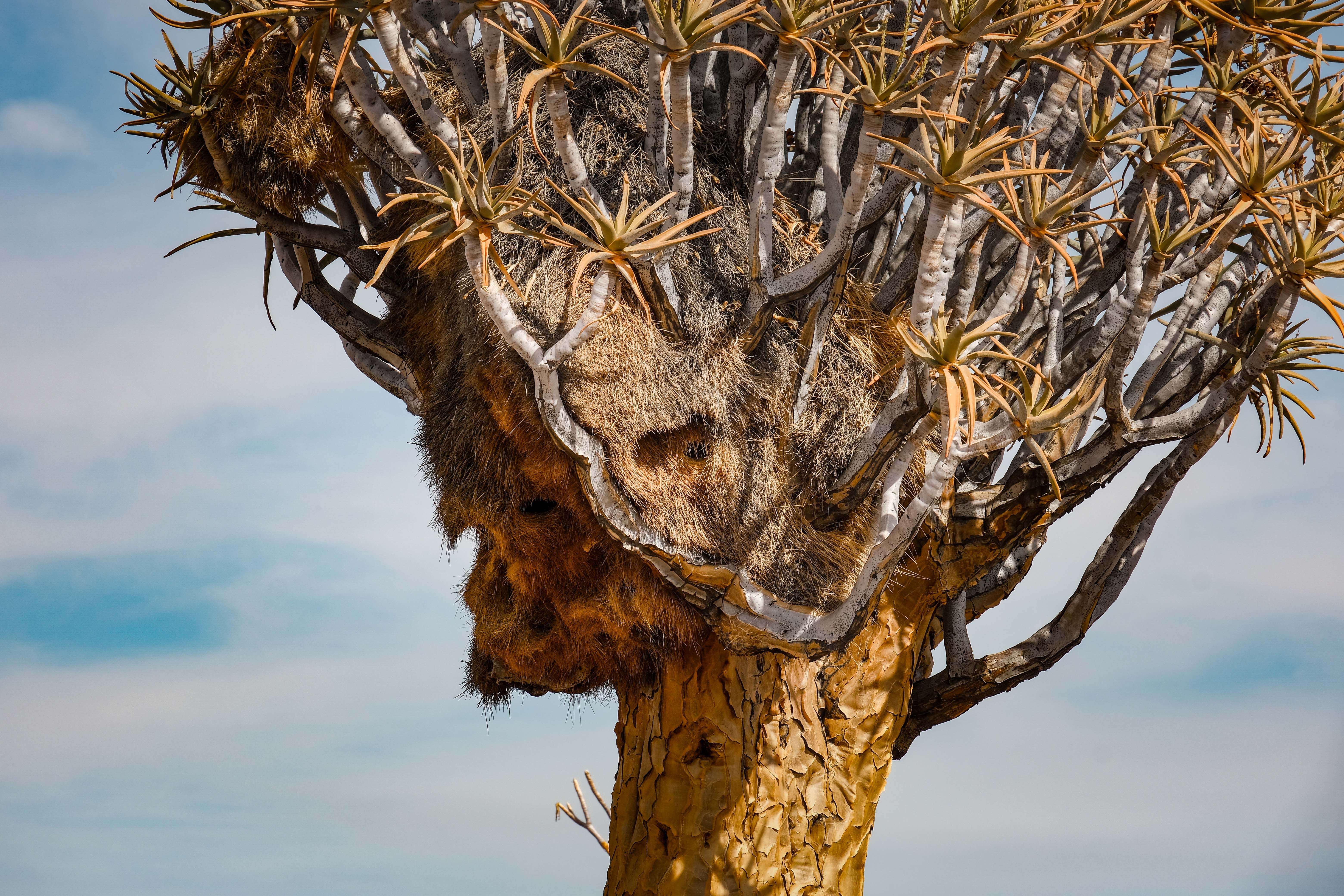 Quiver Tree with Large Nest in Desert Landscape · Free Stock Photo