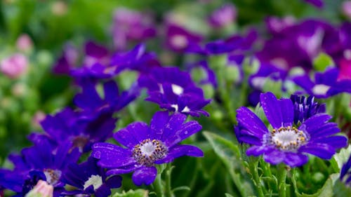 免费 紫色雏菊花场 素材图片