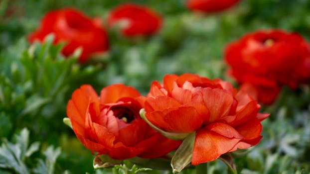 Blooming Orange Flowers