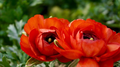오렌지 꽃의 선택적 초점 사진