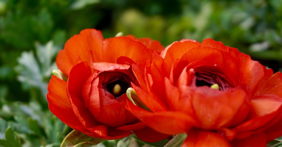 Selective Focus Photography of Orange Flower