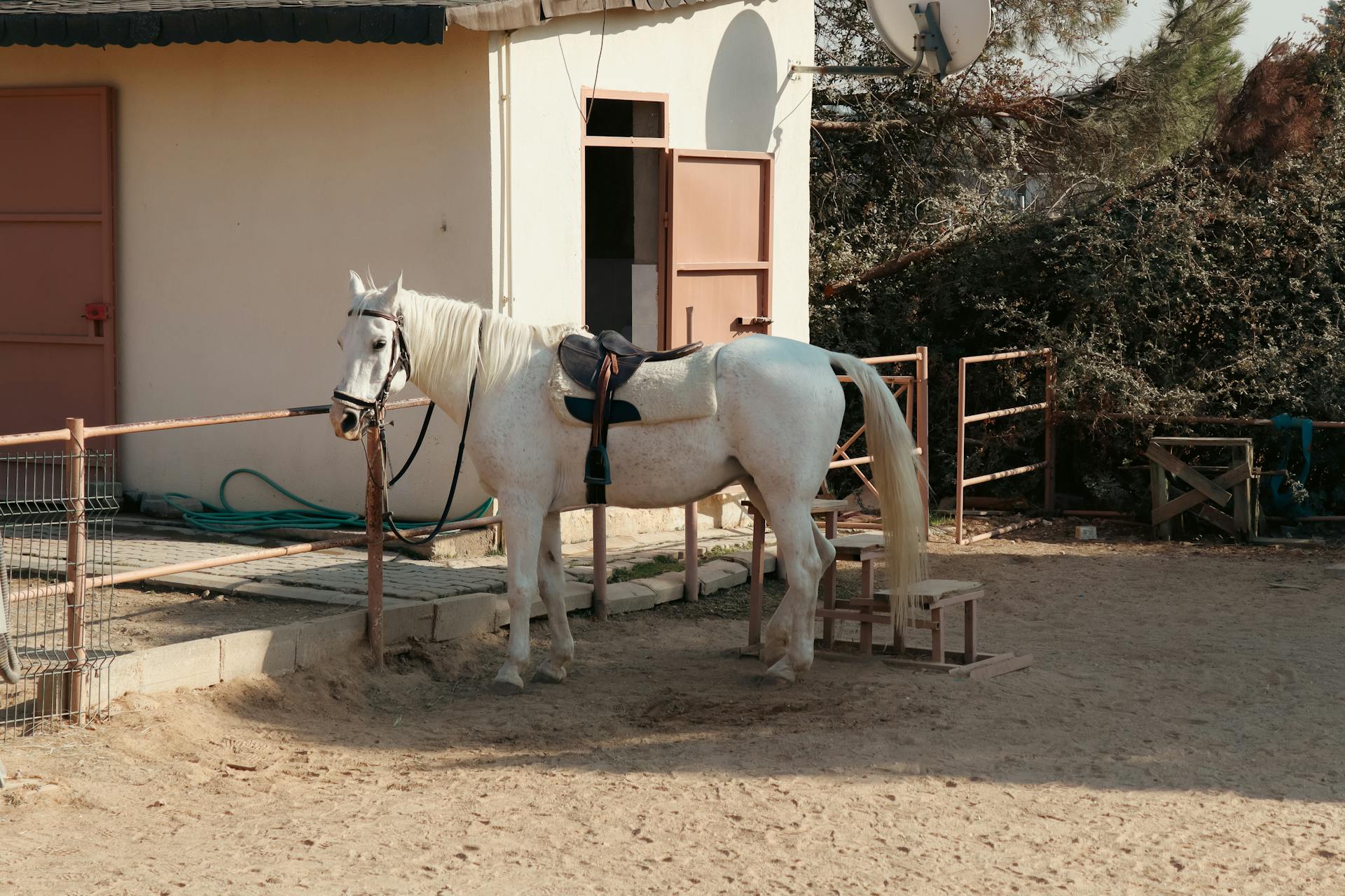 White Horse Waiting to be Ridden in the Stable