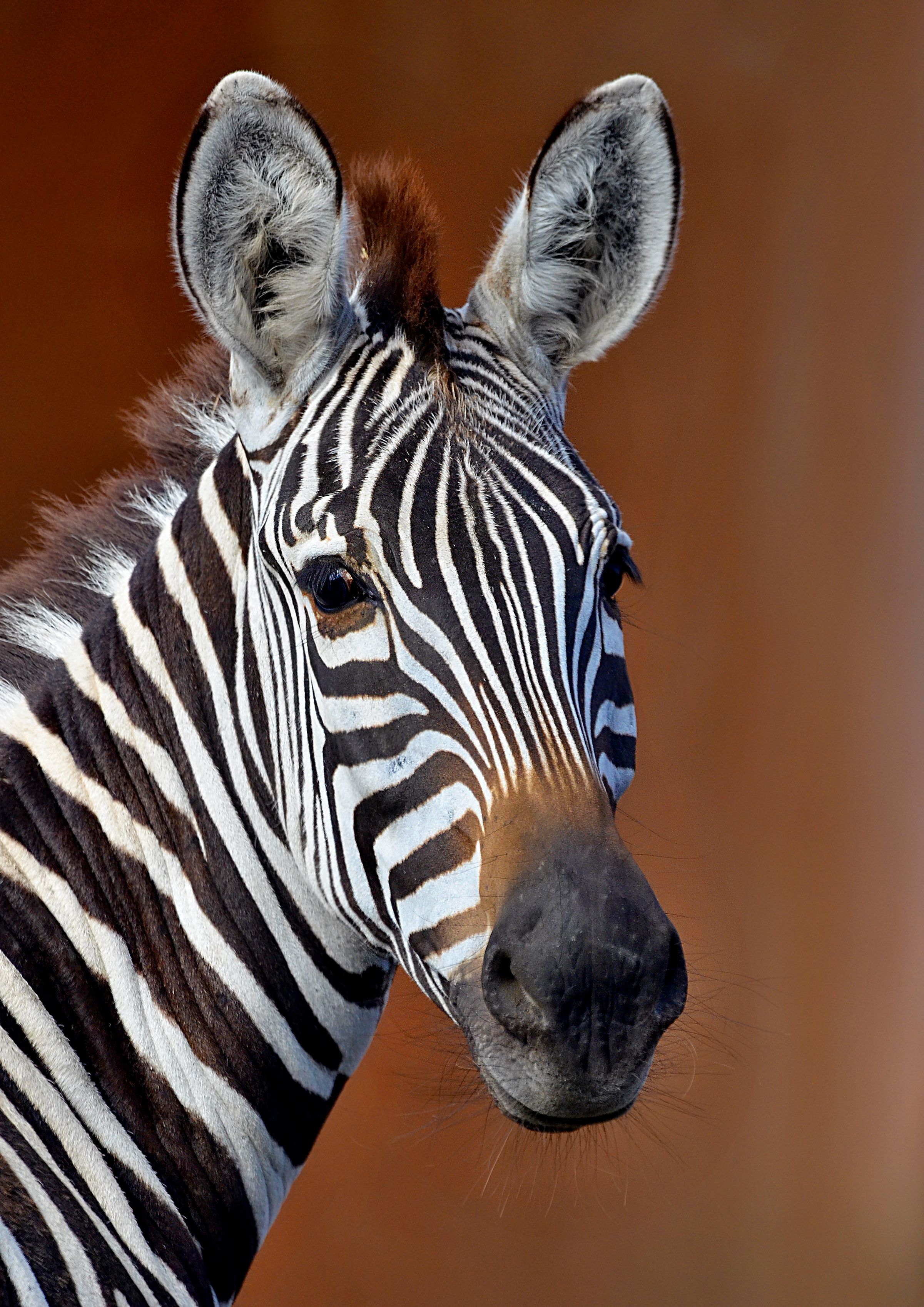 Close-up Portrait of a Plains Zebra · Free Stock Photo