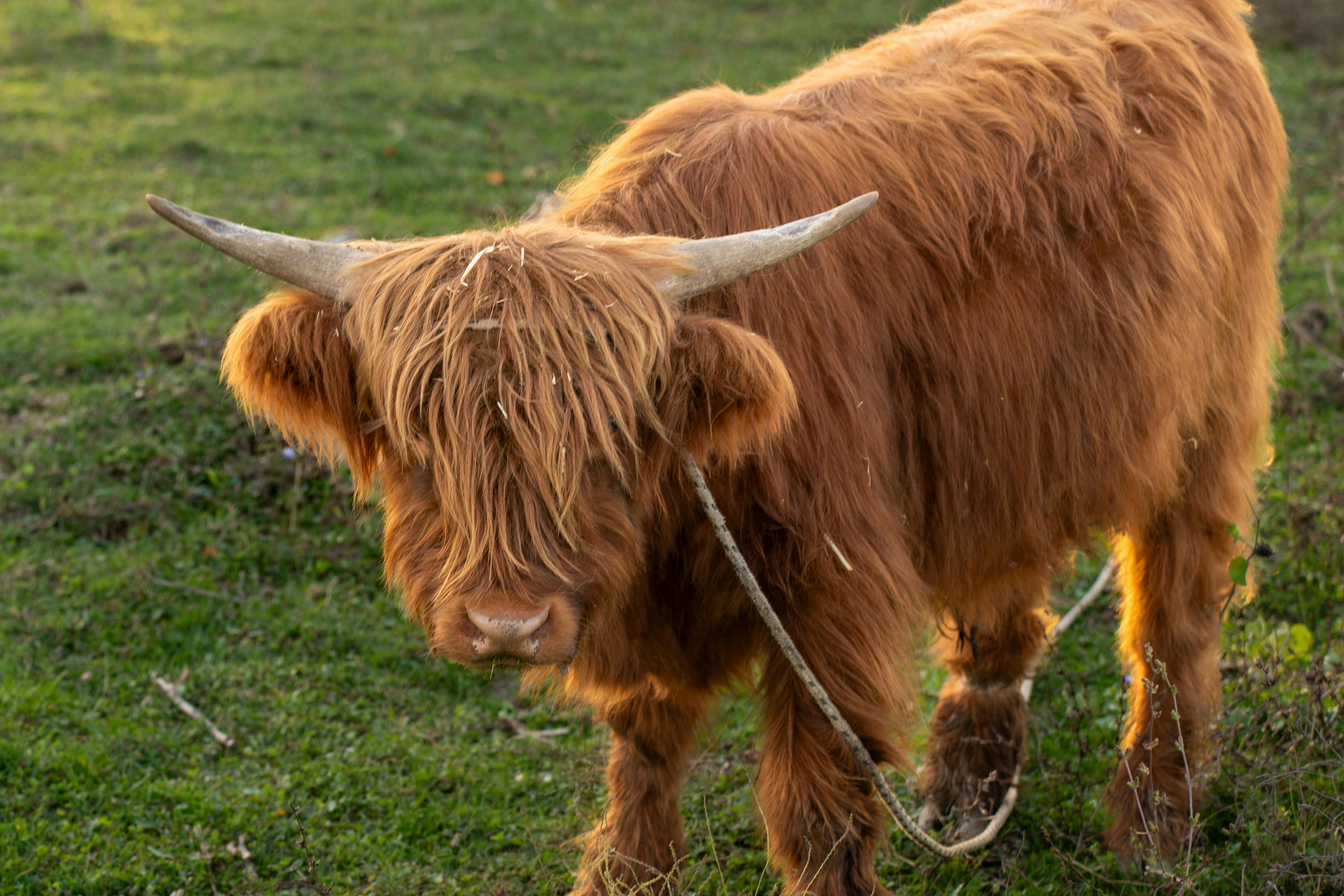 grátis Foto profissional grátis de agricultura, animal, animal doméstico Foto profissional