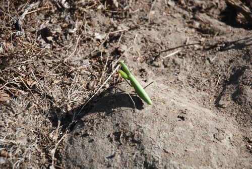 Free A solitary praying mantis rests on the dry soil in Benalmádena, Spain, showcasing nature's subtle intricacies. Stock Photo