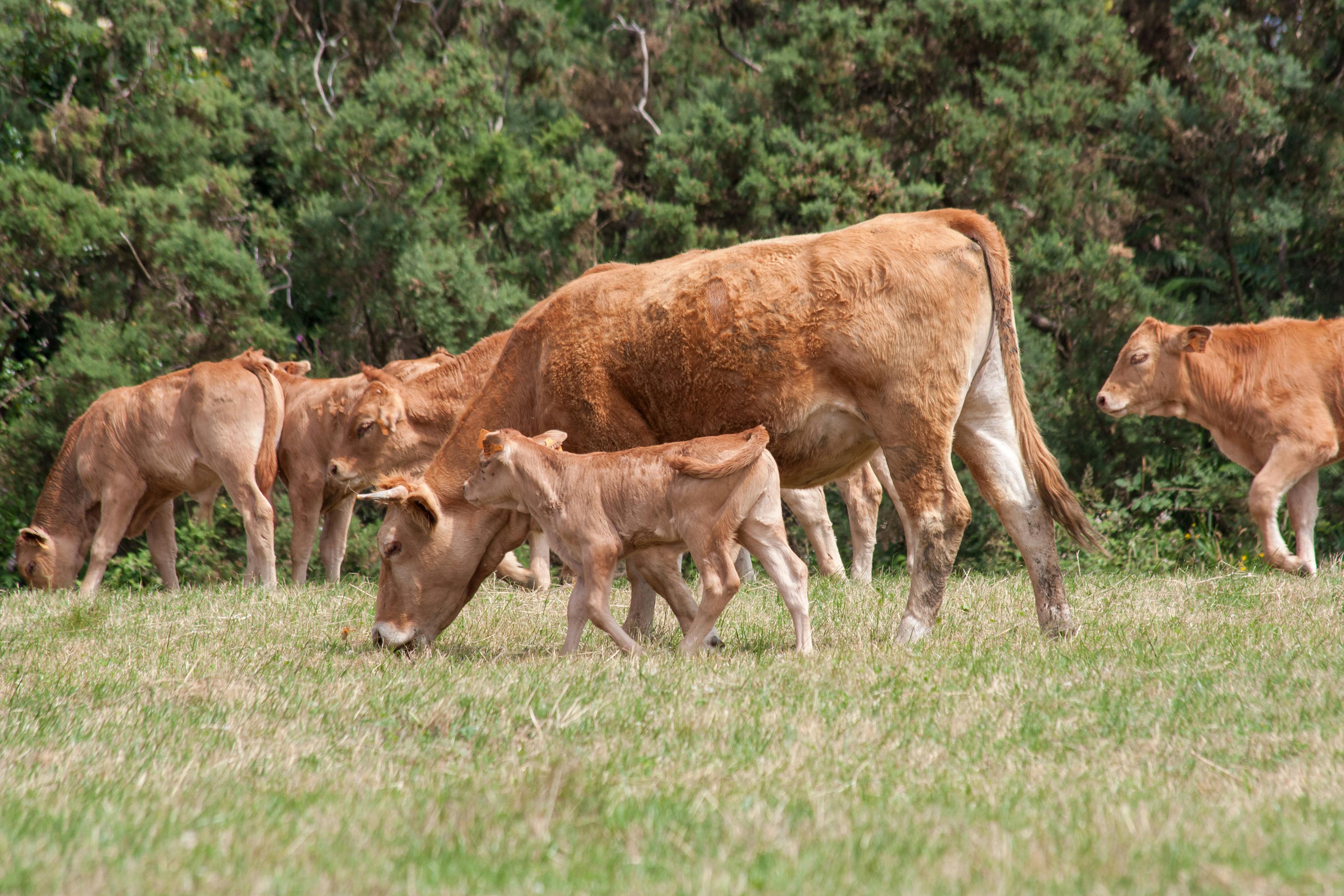 Gado leiteiro pastando em campo verde, evidenciando nutrição estratégica para saúde e produtividade do rebanho.