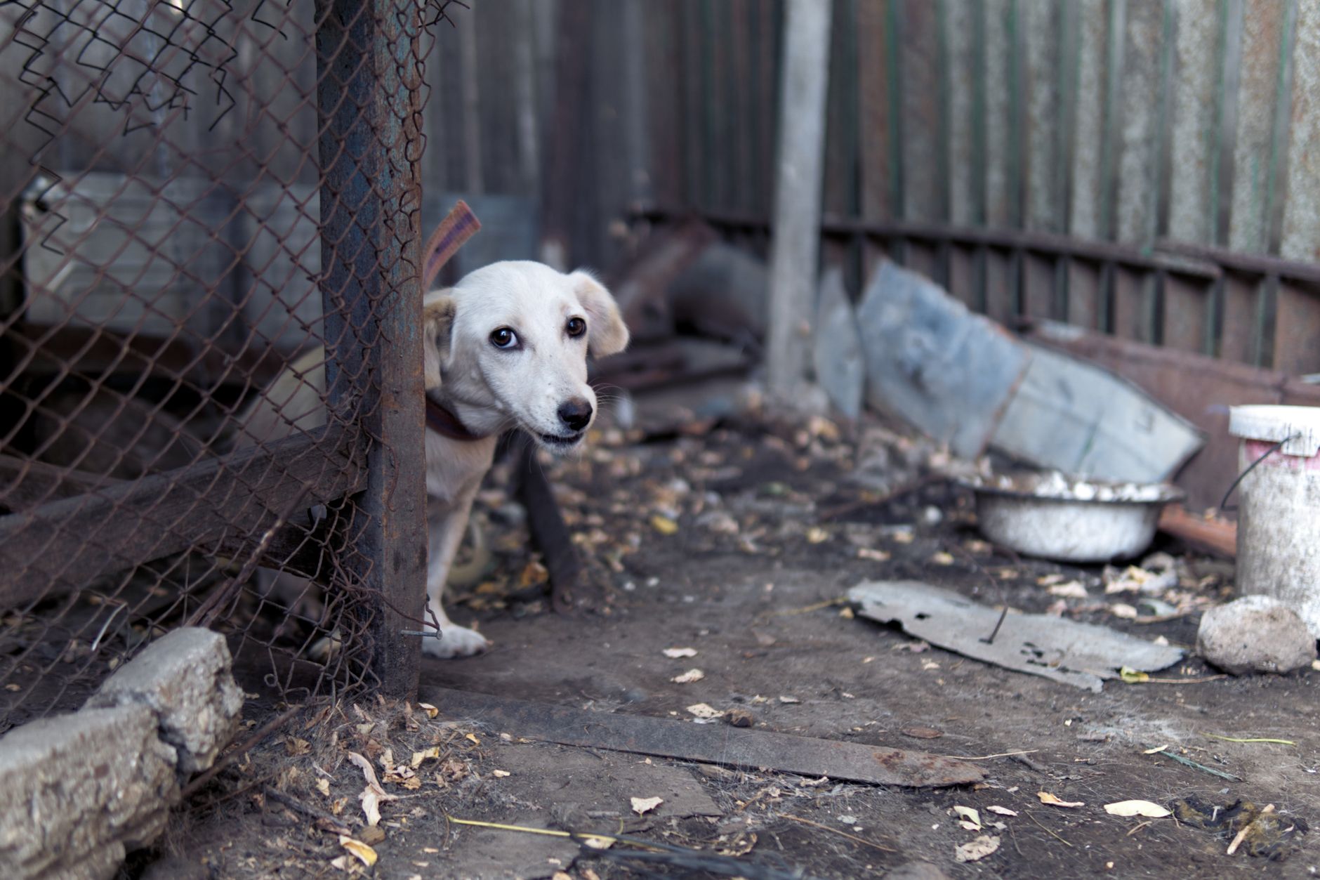 Mangy Puppy's Amazing Recovery: From Stray to Loving Companion