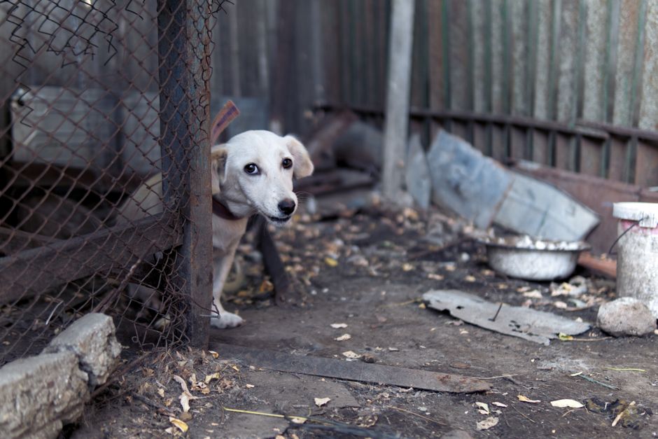 悲しそうな子犬が廃墟のような場所でフェンスの裏から顔を出し、注目とケアを求めています。