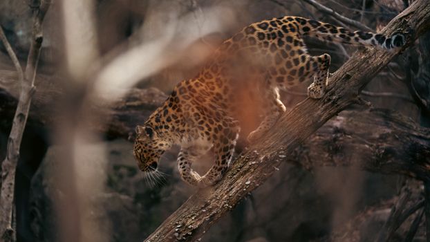 A leopard skillfully climbs a tree in its natural habitat, showcasing its agility.