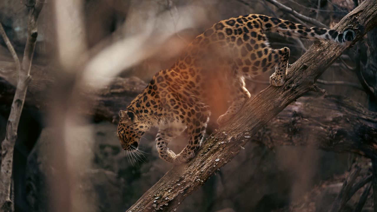 a leopard skillfully climbs a tree in its natural habitat showcasing i
