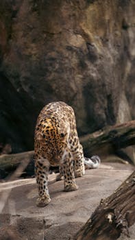 A stunning leopard gracefully exploring its rocky enclosure, embodying the beauty of wildlife.