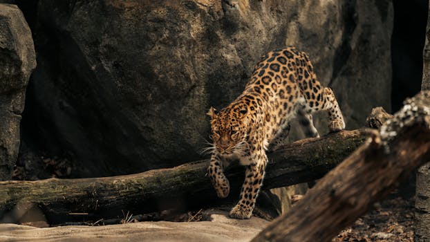 A majestic leopard gracefully prowling on a log in its natural rocky habitat.