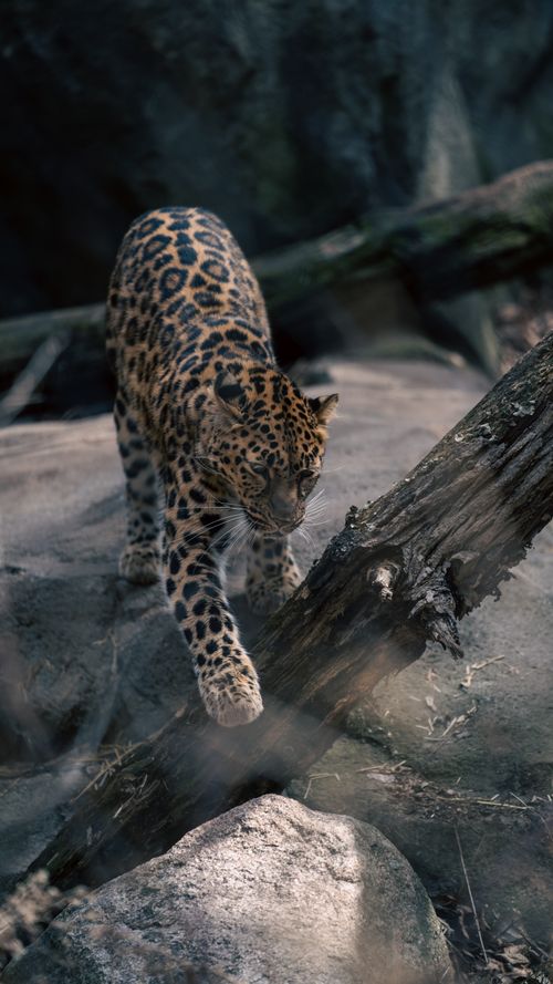 Leopards In Environment Majestic Leopard in Natural Habitat · Free Stock Photo
