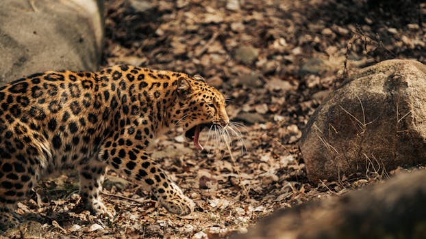 Close-up of a leopard yawning amidst a rocky forest terrain, showcasing its majestic prowess.