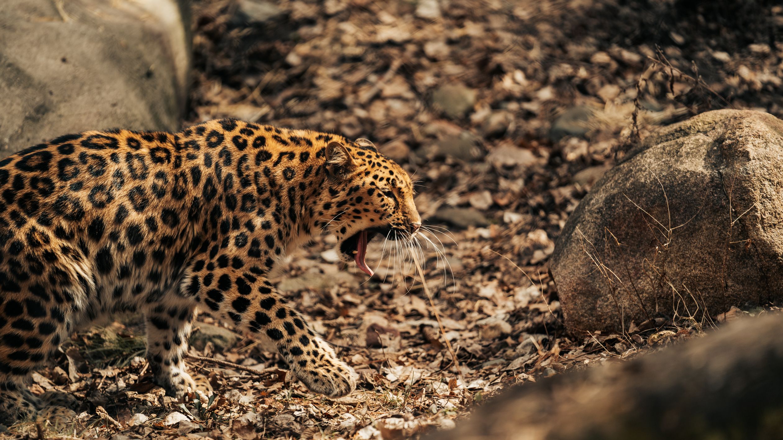 Leopard In. H Majestic Leopard Roaming in Natural Habitat · Free Stock Photo