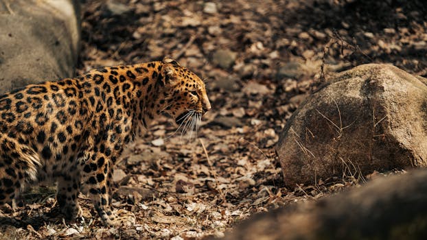 A stunning Amur leopard prowling through its natural habitat, showcasing its distinctive spotted coat.
