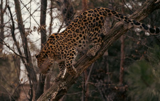 Majestic leopard skillfully climbs a tree in a dense forest setting, showcasing agility and strength.