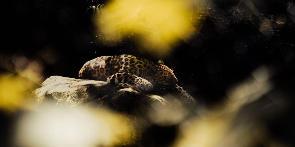 A serene leopard resting on a sunlit rock amidst a forest setting with yellow foliage.