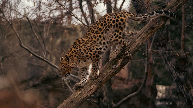A leopard gracefully descends a tree branch in a natural forest setting.