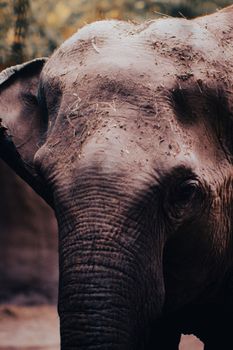 elephant photo