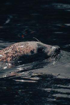 A close-up of a spotted seal swimming in dark ocean waters, highlighting its natural habitat.
