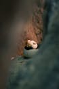 Atlantic Puffin Resting in Scenic Rock Crevice