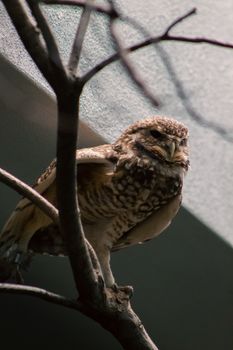 owl photo