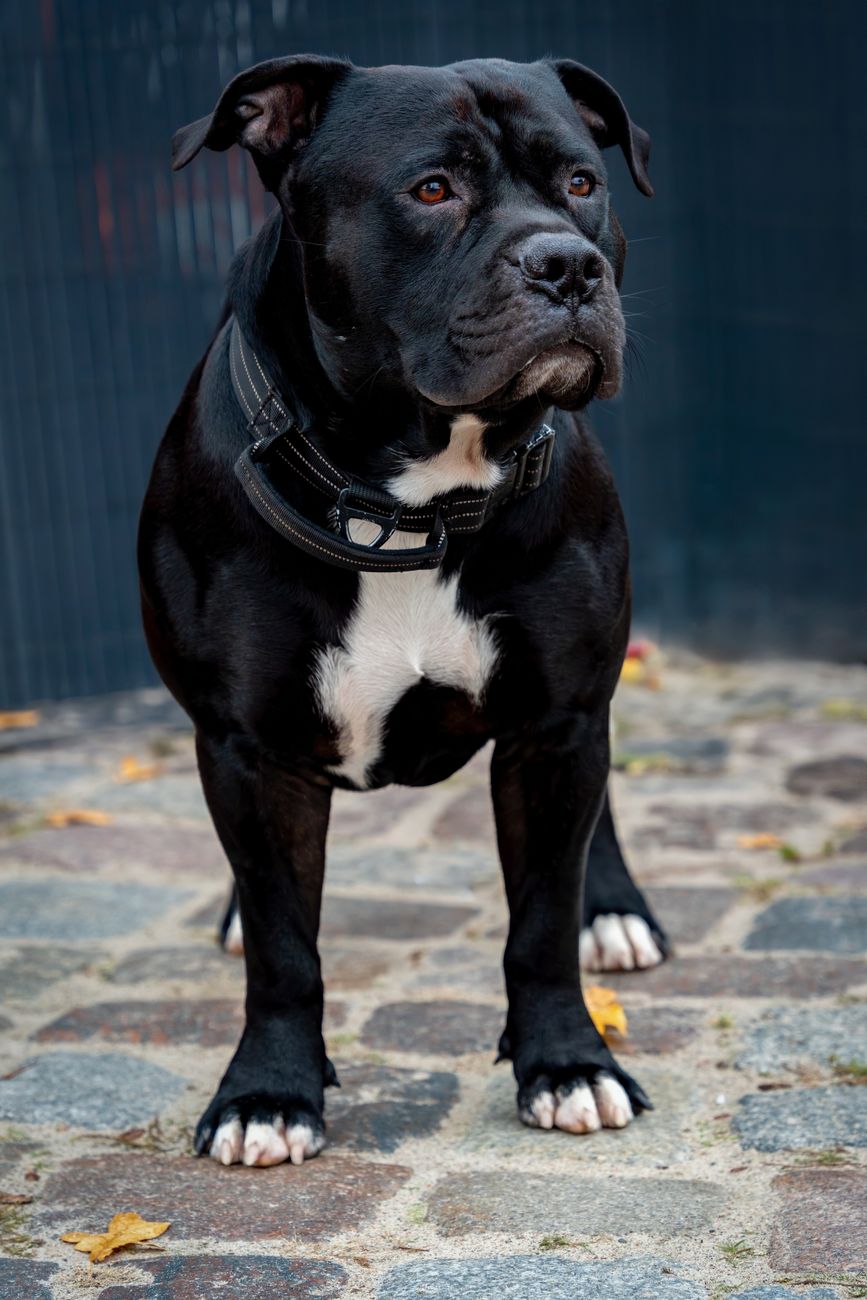 Confident male dog standing outdoors