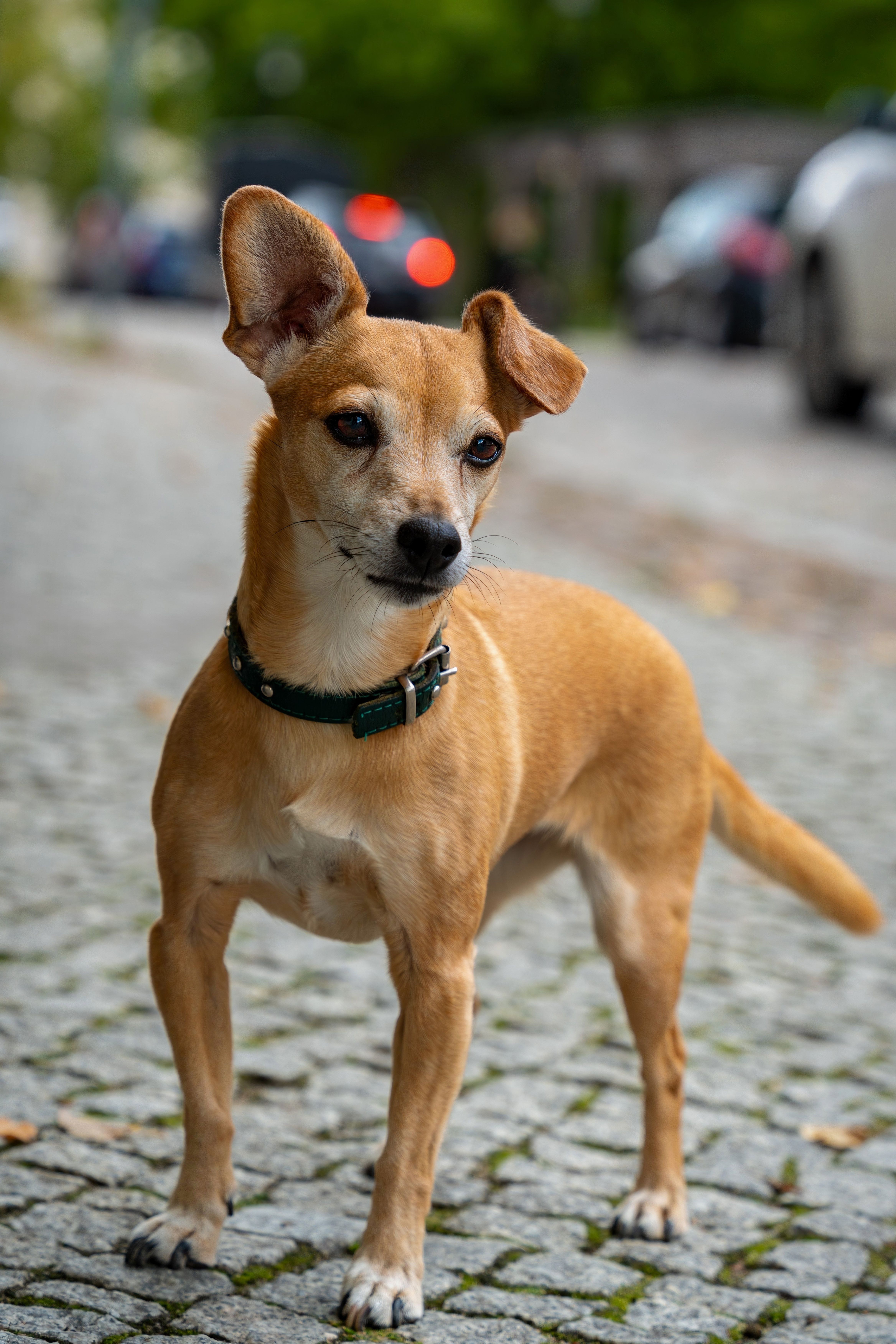 dog ear licking behavior social bonding dogs