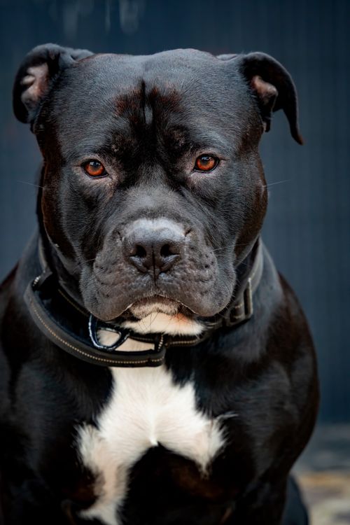 Free Close-up of a strong and alert black Staffordshire bull terrier, showcasing its muscular build and attentive gaze. Stock Photo