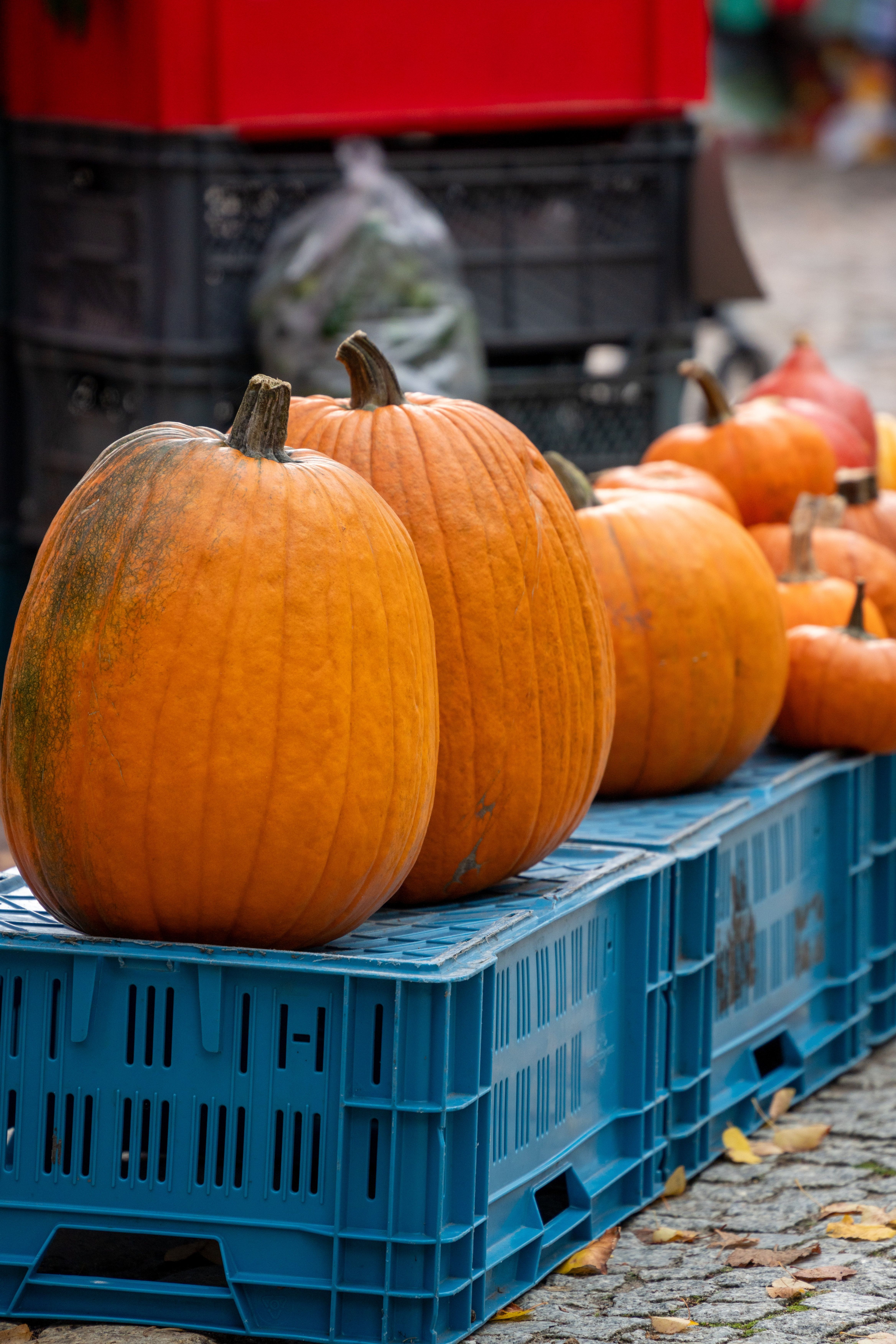 Fresh Pumpkins Displayed at Outdoor Market · Free Stock Photo