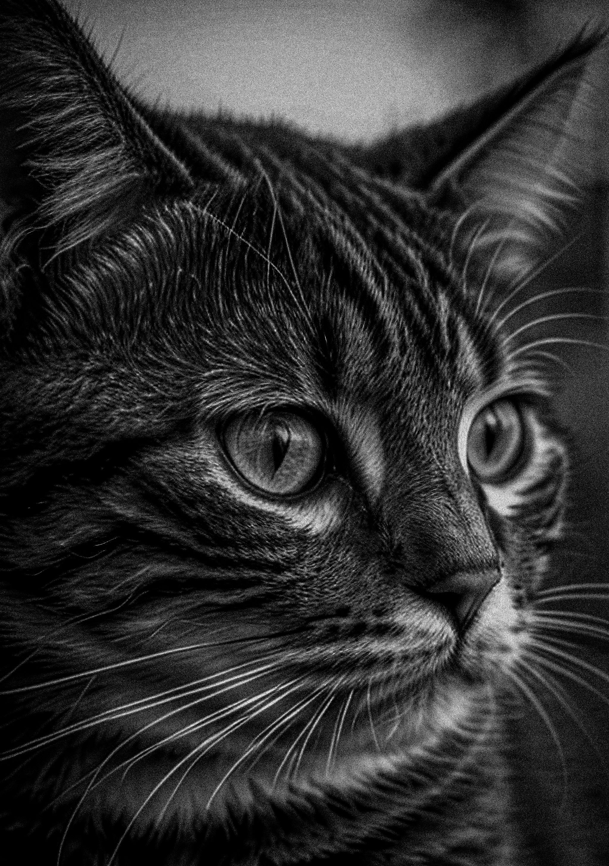 Elegant black and white photo capturing the intricate details of a tabby cat's face and fur.