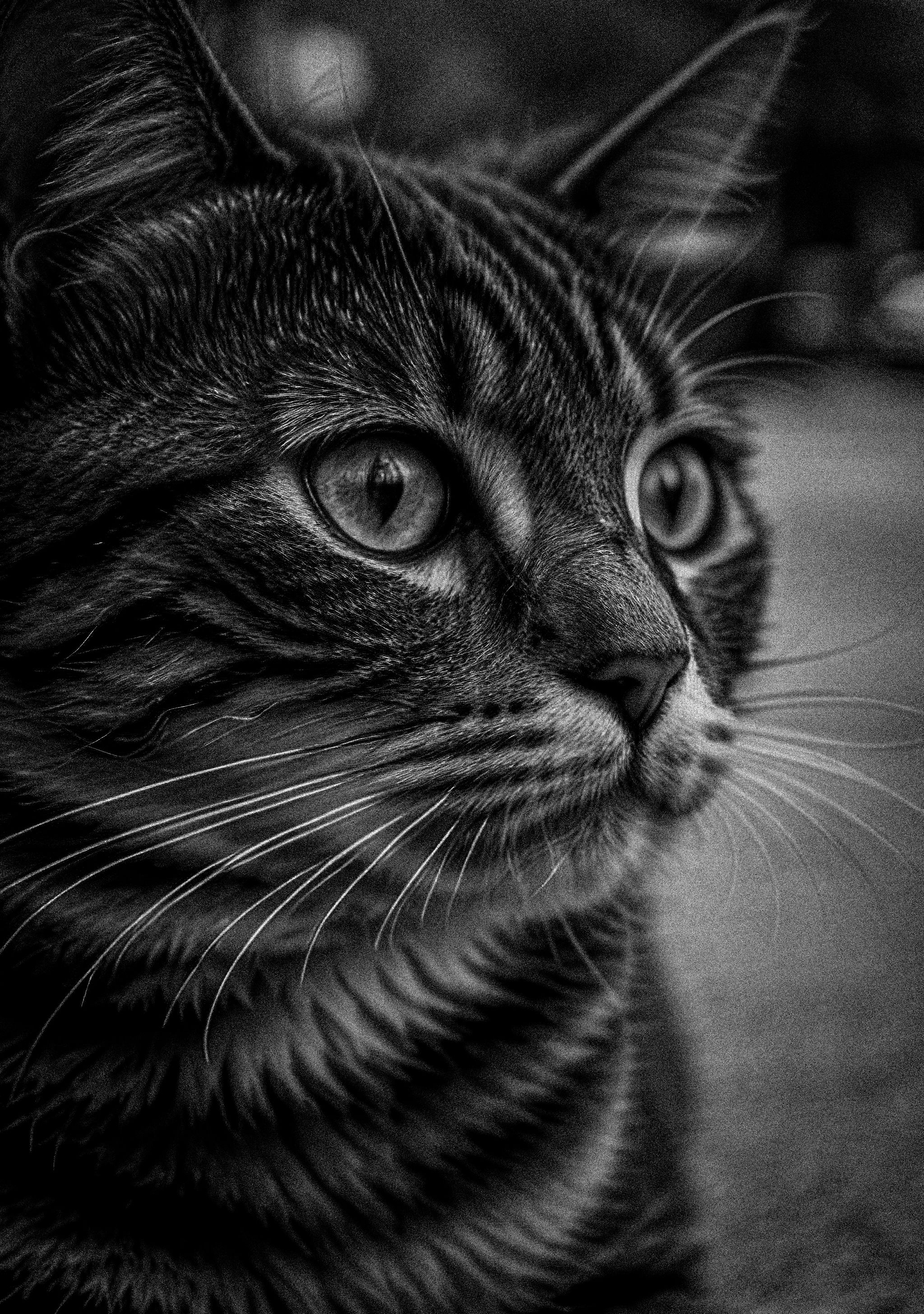 Close-up Black and White Portrait of a Cat · Free Stock Photo