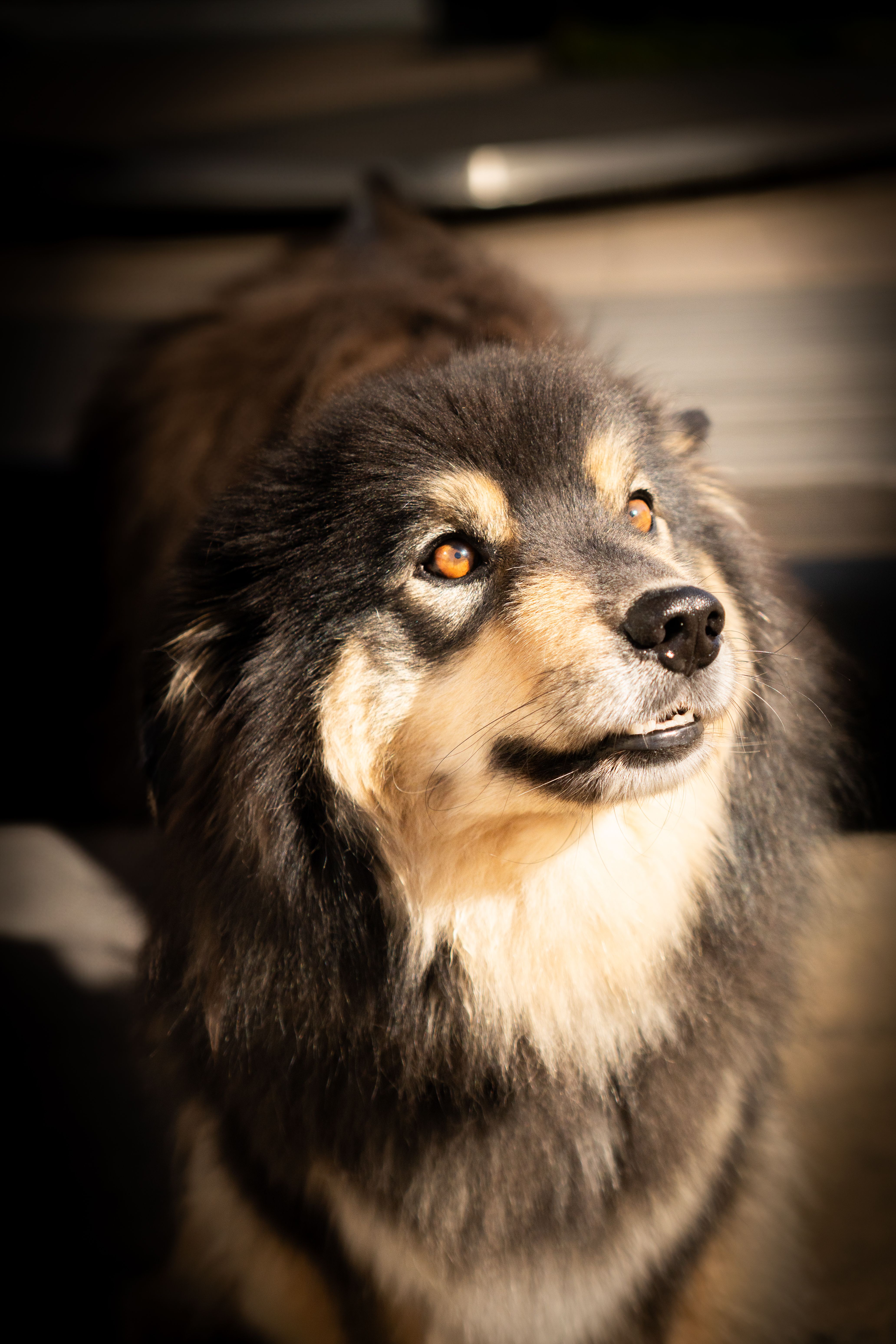 Portrait of a Finnish Lapphund Dog in Sunlight · Free Stock Photo