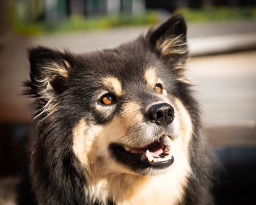 Free A Finnish Lapphund dog happily smiling with bright eyes in outdoor sunlight. Stock Photo
