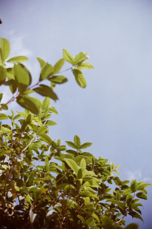 Free Lush green leaves reaching skyward against a clear blue backdrop. Stock Photo