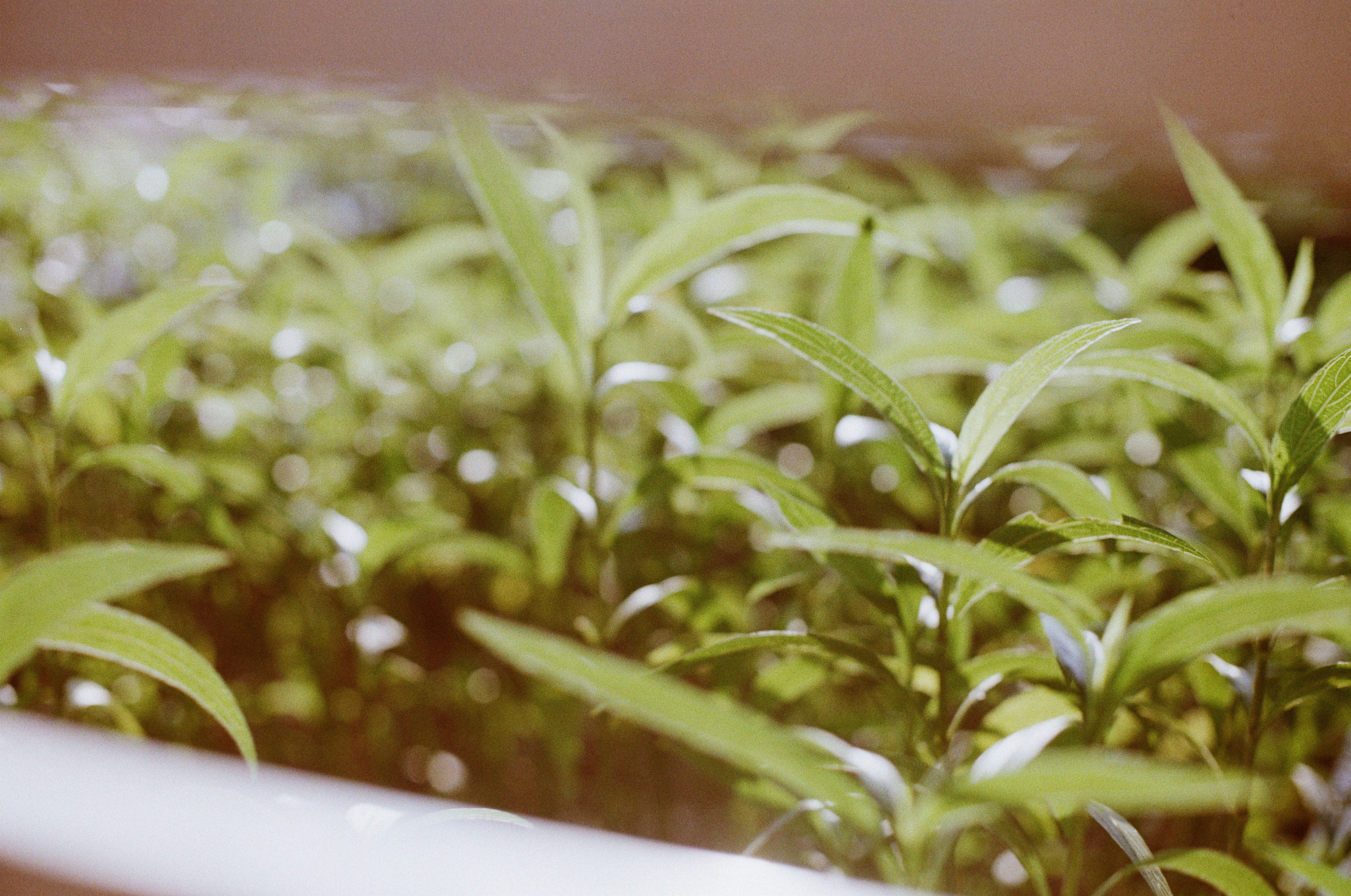 A serene image of lush green leaves with a beautiful bokeh effect, conveying tranquility and nature's beauty.