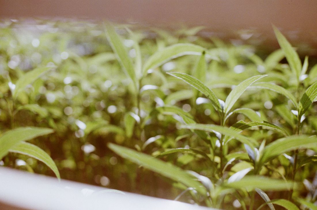 Fresh green leaves, symbolising eco-friendly cleaning