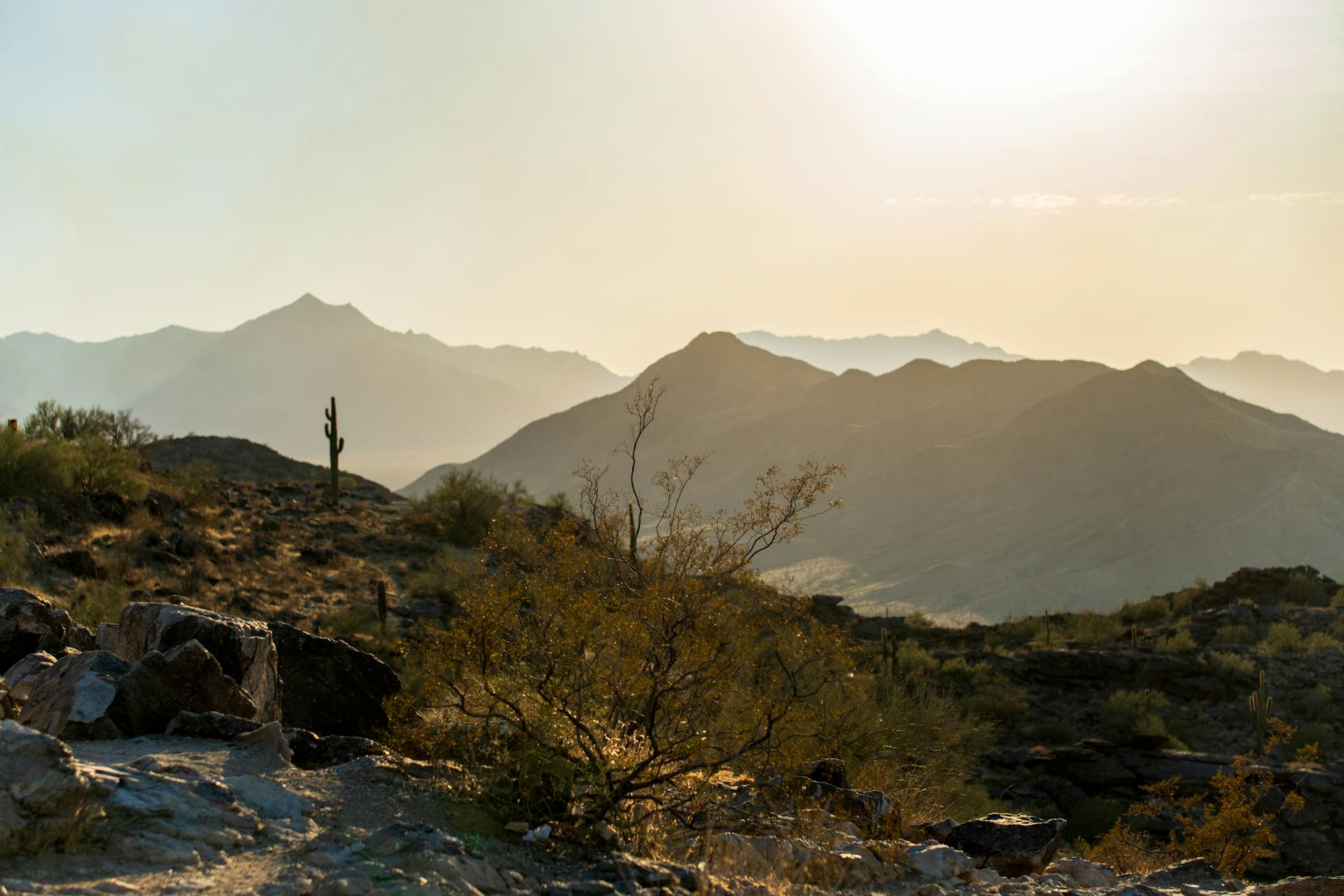 Sunlit Arizona Desert Landscape with Cacti