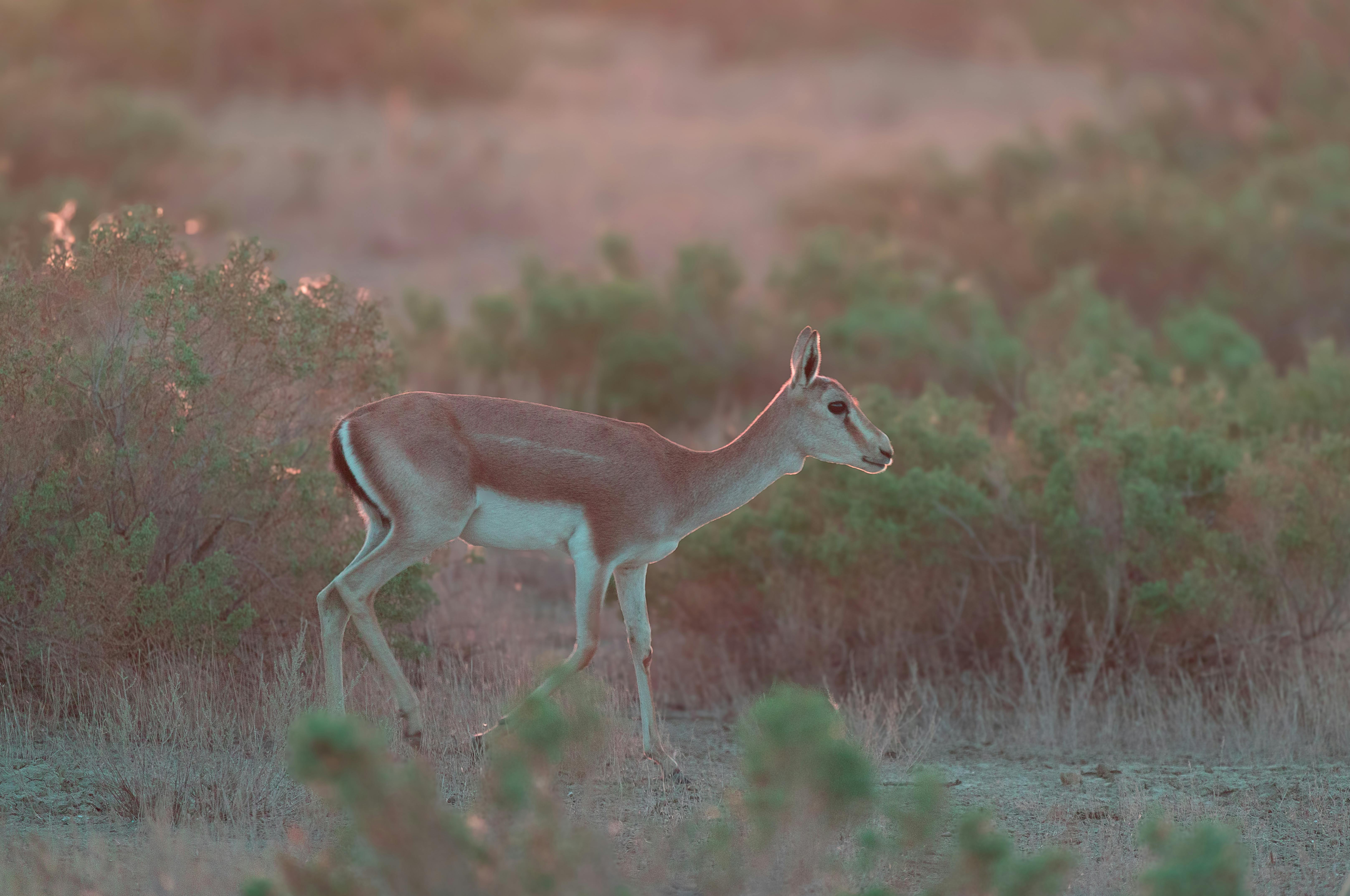 grátis Gazela Graciosa Em Habitat Natural Ao Pôr Do Sol Foto profissional