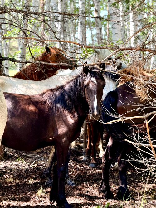 Free A group of wild horses standing under trees in a forest, casting shadows. Stock Photo