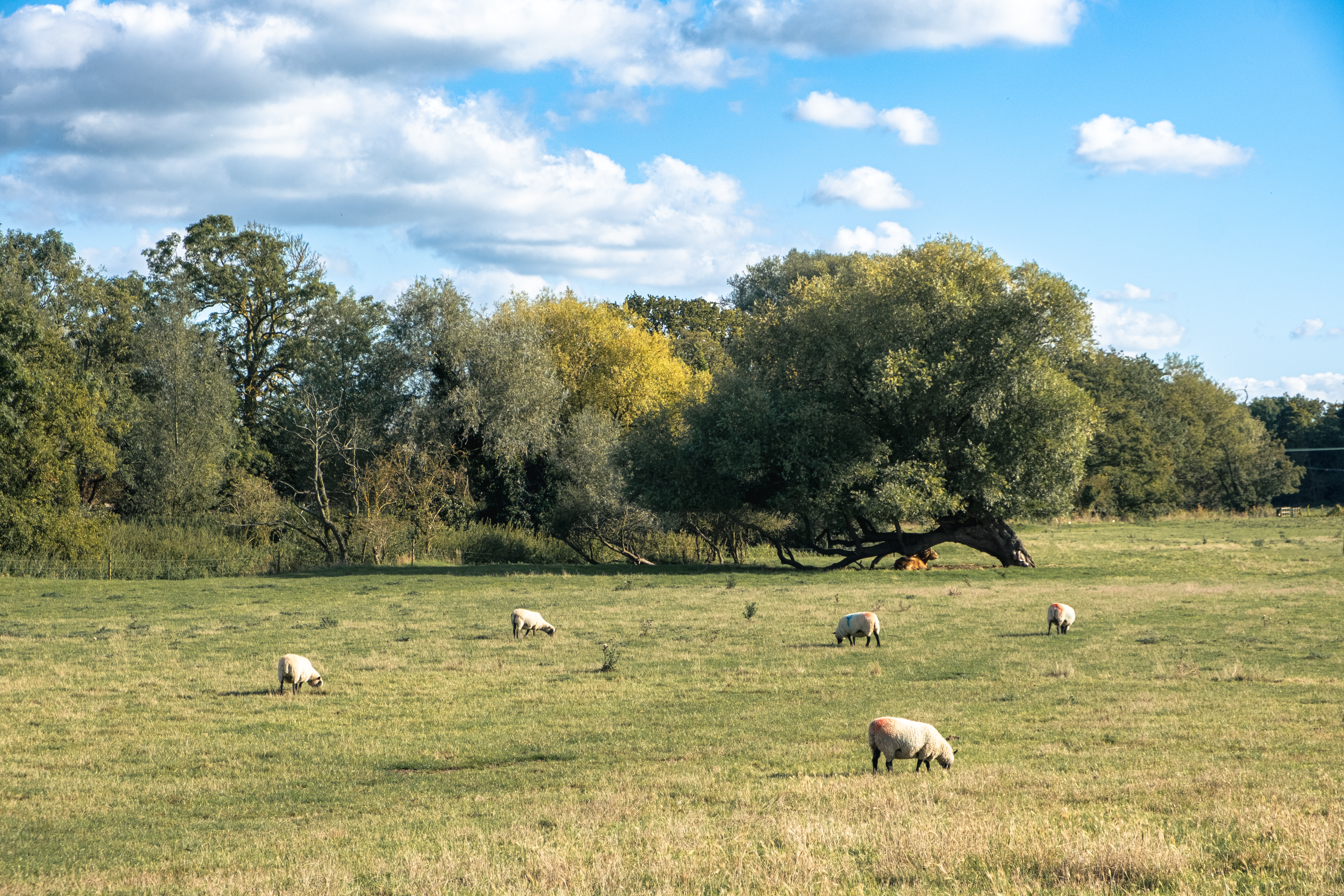 Sheep grazing in a lush green field under a bright blue sky in Baylham, UK.