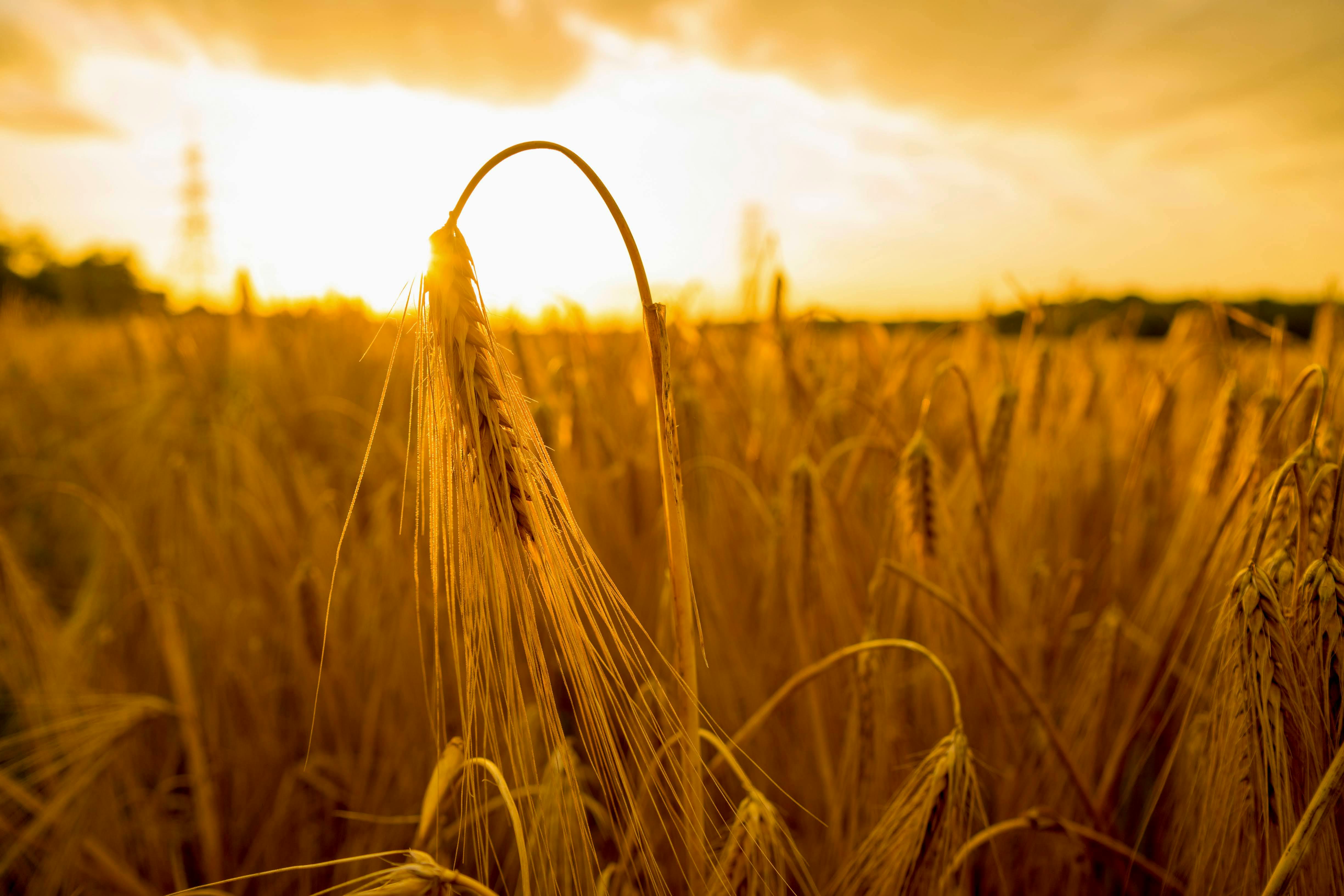 A vast golden wheat field at harvest time stretching to the horizon.