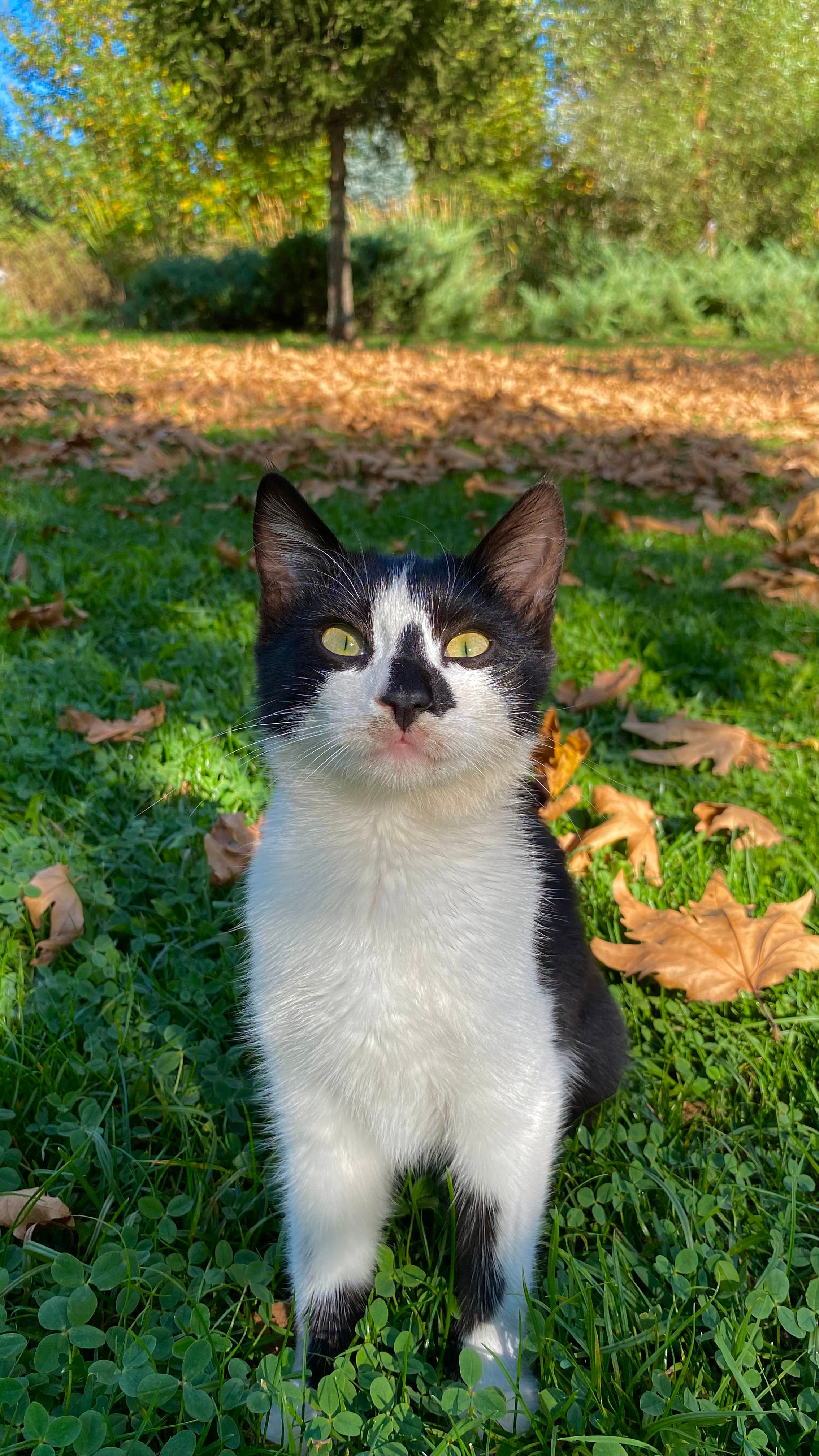 Fotomural Gato negro y blanco juguetón en un parque soleado de otoño.